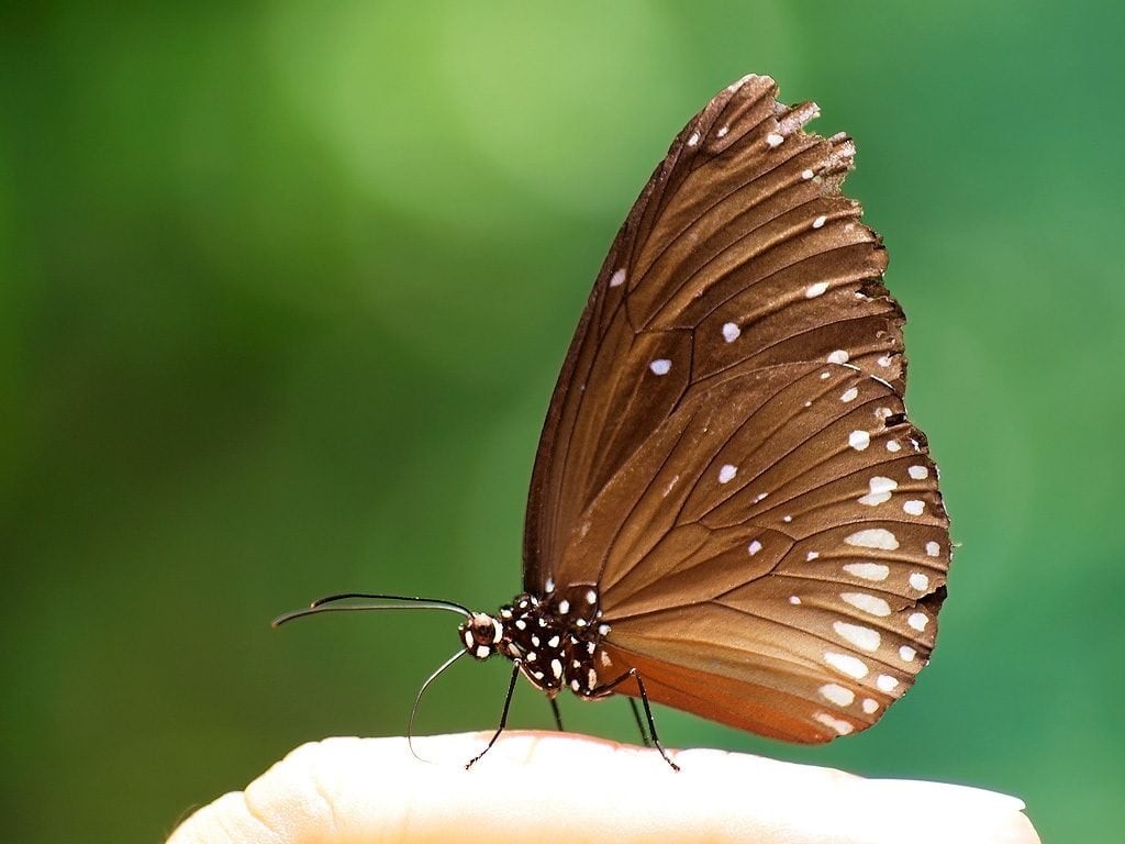 Bướm đen trong dân gian đôi khi mang ý nghĩa bảo hộ